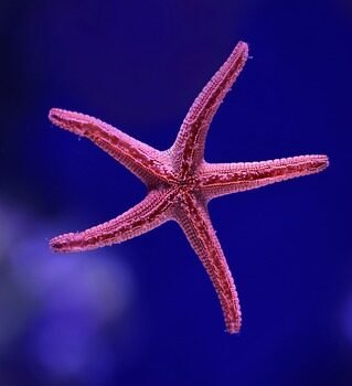 Starfish